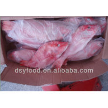 Frozen red snapper(whole round)fish